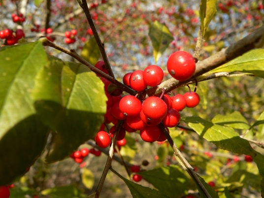 {Ilex decidua}